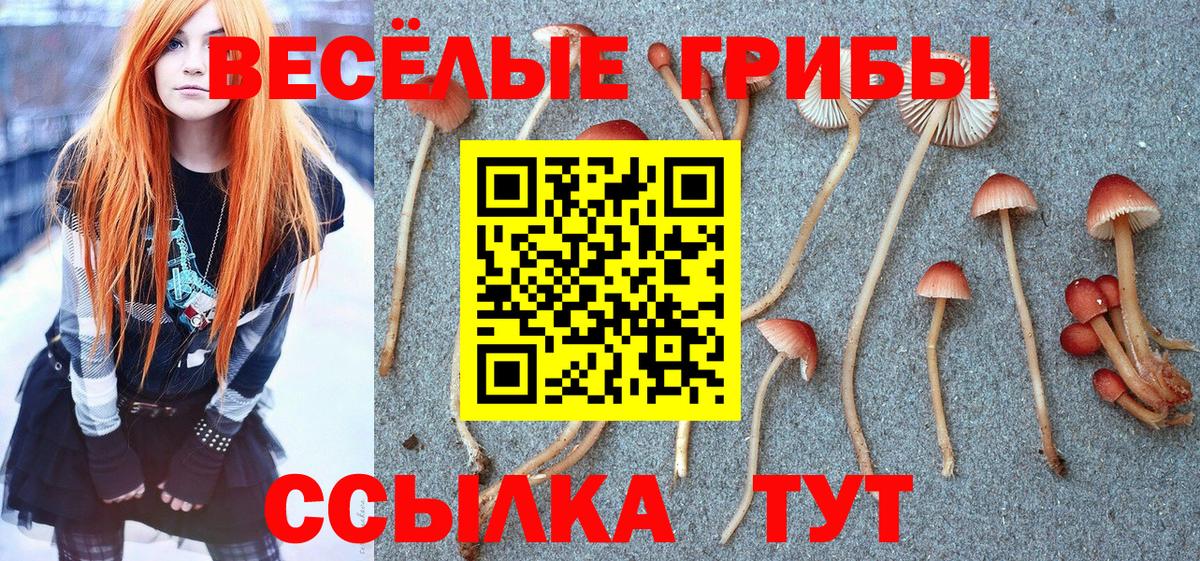 Клинцы  Псилоцибиновые грибы Psilocybe  Псилоцибиновые грибы Psilocybe  Вход с VPN 